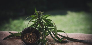 semi di cannabis