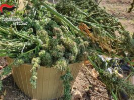 marijuana gragnano montemiletto avellino