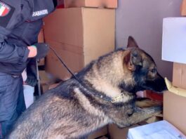 Droga a scuola a Sorrento, segnalati tre studenti grazie ai cani: una ha 15 anni