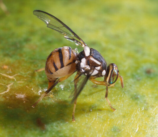 Mosca orientale della frutta: a Palma Campania arriva il presidente della Commissione al Senato