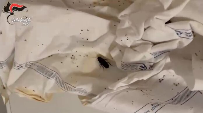 Blatte e carenze igieniche nelle mense ospedaliere: blitz dei carabinieri del Nas a Napoli Blatte e carenze igieniche nelle mense ospedaliere: blitz dei carabinieri del Nas a Napoli