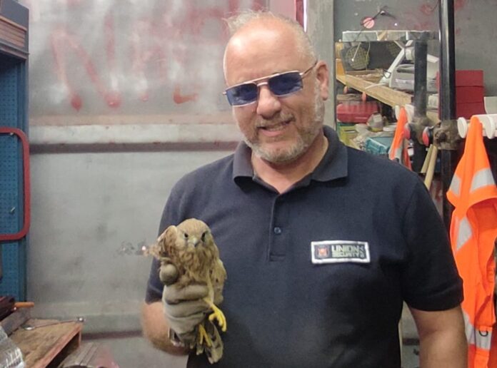 Falco Reale salvato dalle Guardie Giurate nel Fossato del Maschio Angioino a Napoli
