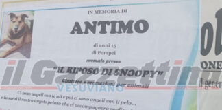 Pompei, manifesti funebri per un cane, scoppia la polemica in città: "Ci sono angeli con le ali e angeli con il pelo"