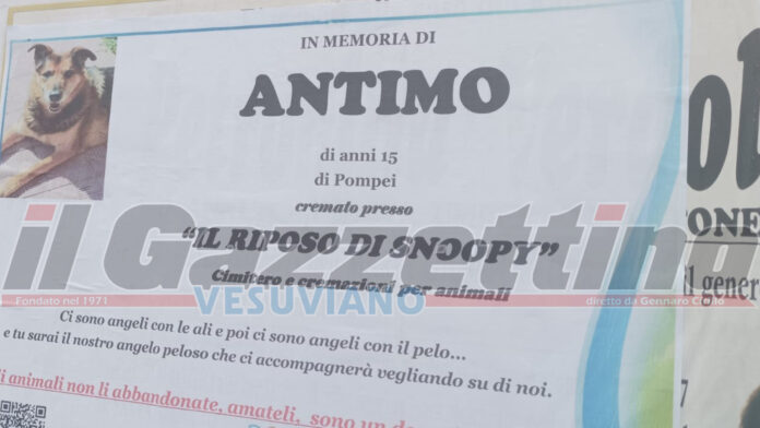Pompei, manifesti funebri per un cane, scoppia la polemica in città: "Ci sono angeli con le ali e angeli con il pelo"