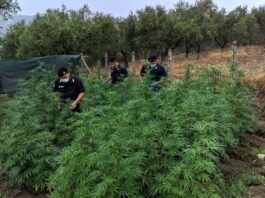 Cannabis coltivata nel terreno vicino casa, 72enne arrestato a Somma Vesuviana