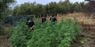 Cannabis coltivata nel terreno vicino casa, 72enne arrestato a Somma Vesuviana