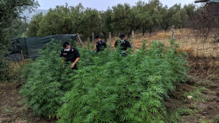 Cannabis coltivata nel terreno vicino casa, 72enne arrestato a Somma Vesuviana