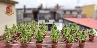 Caivano: scoperta serra di marijuana, arrestato 27enne