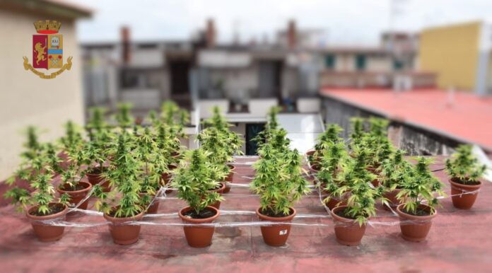 Caivano: scoperta serra di marijuana, arrestato 27enne