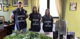 Una piantagione di marijuana “nana” nel Vallo di Diano: indagati due insospettabili. L’operazione delle fiamme gialle Una piantagione di marijuana "nana" nel Vallo di Diano: indagati due insospettabili. L'operazione delle fiamme gialle