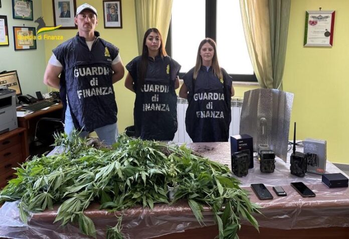 Una piantagione di marijuana "nana" nel Vallo di Diano: indagati due insospettabili. L'operazione delle fiamme gialle Una piantagione di marijuana "nana" nel Vallo di Diano: indagati due insospettabili. L'operazione delle fiamme gialle