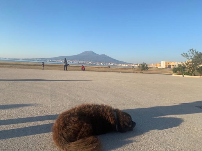 Perché il cane "sindaco" Nerone è stato così importante per Castellammare: un ricordo, un simbolo, un'icona