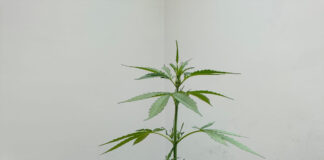 Portici: 41enne incensurato arrestato per detenzione e spaccio di droga