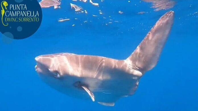 Punta Campanella, la danza del pesce luna nella Baia di Ieranto - VIDEO -