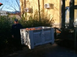 Tonnellate di droga tra la frutta, smantellata organizzazione tra Napoli e provincia: 7 arresti. "Hashish e marijuana dalla Spagna"