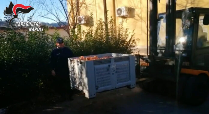 Tonnellate di droga tra la frutta, smantellata organizzazione tra Napoli e provincia: 7 arresti. "Hashish e marijuana dalla Spagna"