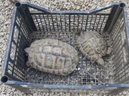 Carabinieri Forestale di Marigliano e Guardie LIPU: denunciati due bracconieri