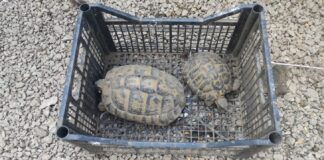 Carabinieri Forestale di Marigliano e Guardie LIPU: denunciati due bracconieri
