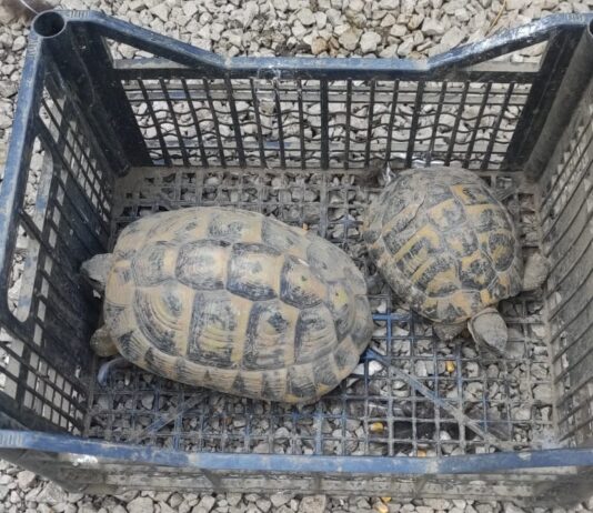 Carabinieri Forestale di Marigliano e Guardie LIPU: denunciati due bracconieri