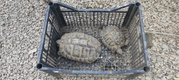 Carabinieri Forestale di Marigliano e Guardie LIPU: denunciati due bracconieri