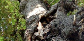 Castellammare, nulla da fare per gli alberi: gli ippocastani del Viale di Palazzo Reale andranno abbattuti