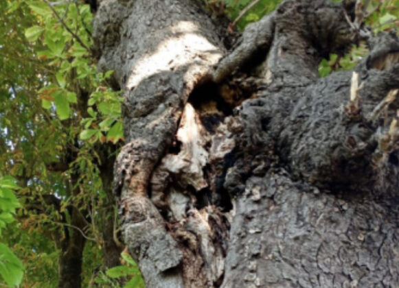 Castellammare, nulla da fare per gli alberi: gli ippocastani del Viale di Palazzo Reale andranno abbattuti