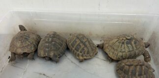Testudo Hermanni sul ciglio della strada salvate dai Carabinieri forestali Cites