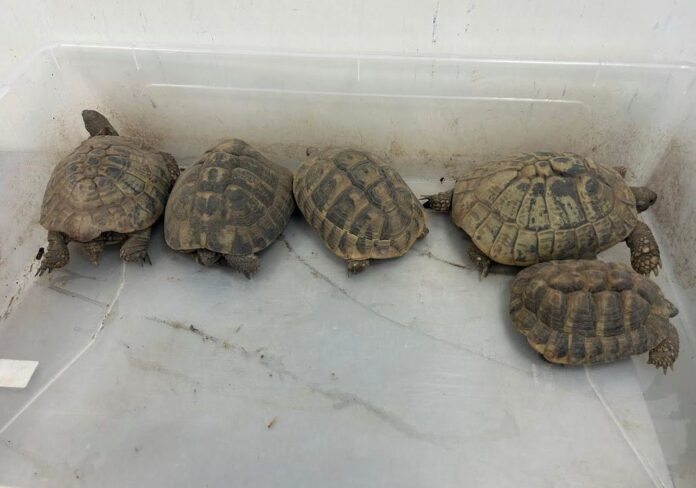 Testudo Hermanni sul ciglio della strada salvate dai Carabinieri forestali Cites