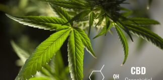 cannabidiolo