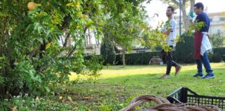 Pompei, al via i bandi di gara per "Azienda agricola" e "Orti didattici Horti Plinii": "Il Parco continuerà su questa strada coraggiosa e innovativa"