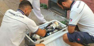 Pesce senza tracciabilità sequestrato a Torre del Greco e donato allo Zoo di Napoli
