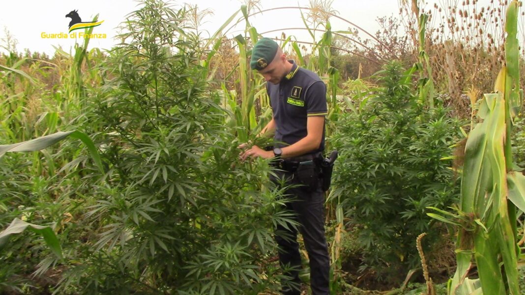 Nel Casertano un fondo destinato alla cannabis: sequestrate e distrutte 60 piante di marijuana Nel Casertano un fondo destinato alla cannabis: sequestrate e distrutte 60 piante di marijuana