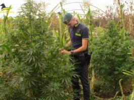 Nel Casertano un fondo destinato alla cannabis: sequestrate e distrutte 60 piante di marijuana