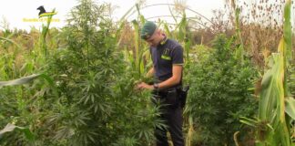 Nel Casertano un fondo destinato alla cannabis: sequestrate e distrutte 60 piante di marijuana Nel Casertano un fondo destinato alla cannabis: sequestrate e distrutte 60 piante di marijuana