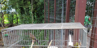 Operazione Antibracconaggio: controllate le aree rurali nei comuni di Cicciano e Villaricca