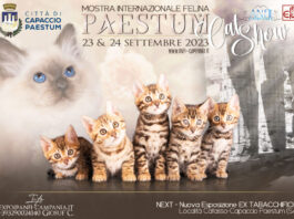 Paestum: la mostra internazionale Felina "Paestum Cat Show"