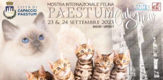 Paestum: la mostra internazionale Felina "Paestum Cat Show"