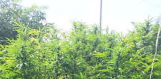 Pozzuoli: marijuana nell'abitazione di un incensurato, arrestato dai Carabinieri