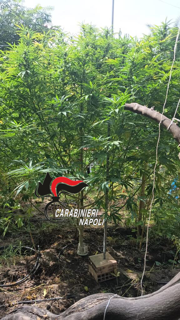 Pozzuoli: marijuana nell'abitazione di un incensurato, arrestato dai Carabinieri Pozzuoli: marijuana nell'abitazione di un incensurato, arrestato dai Carabinieri