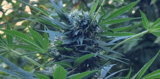 Gragnano, nuovo sequestro di cannabis: 280 piante individuate e distrutte in "Spinola Forma"