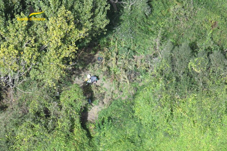 Così la coltivazione di marijuana si è spostata a Caserta, blitz della guardia di finanza: sequestrate cinque piantagioni