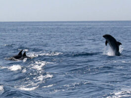 Stenelle nelle acque di Punta Campanella