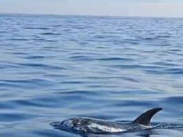 Punta Campanella, lo spettacolare avvistamento nell'Area Marina Protetta