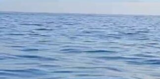 Punta Campanella, lo spettacolare avvistamento nell'Area Marina Protetta