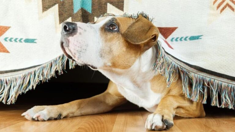 Tre bimbe di 8 anni messe fuori casa perché il cane è scappato. Padre denunciato per abbandono di minore