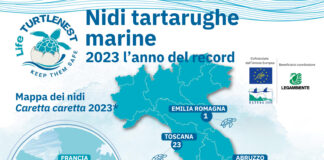 Tartarughe marine, il 2023 è l’anno record delle nidificazioni in Campania
