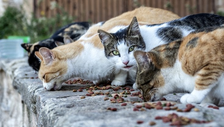 Il sindaco di Cetara: “Non sfamate i gatti randagi”. Oipa: “Togliete i manifesti, gli animali tutelati dalla legge”