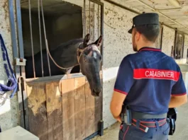Giugliano, liquami in un centro ippico: sequestrata maxi area