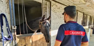 Giugliano, liquami in un centro ippico: sequestrata maxi area