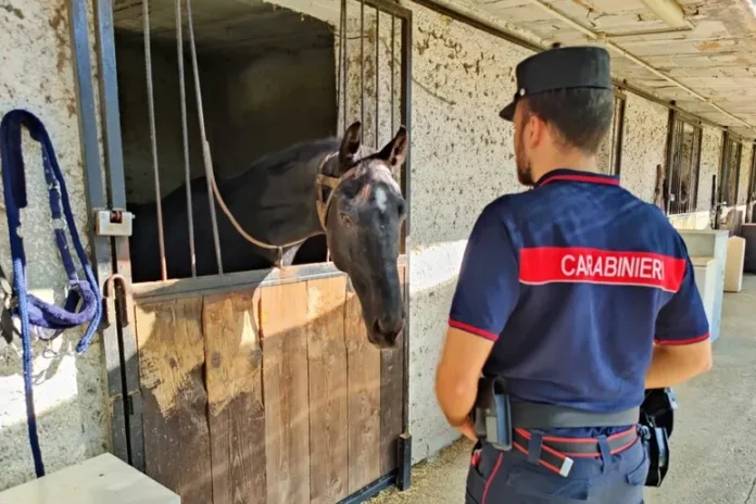 Giugliano, liquami in un centro ippico: sequestrata maxi area